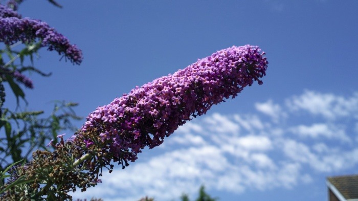 floret