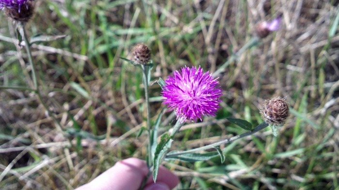 macro