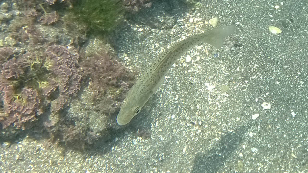 pesce
